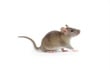 Rodent Academy Registration Open