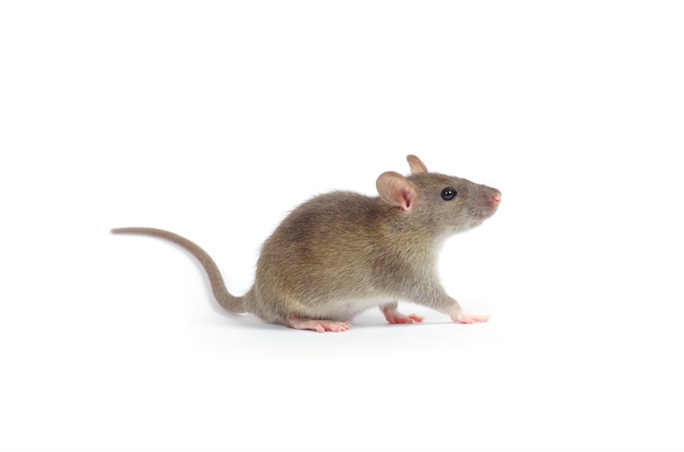 Rodent Academy Registration Open