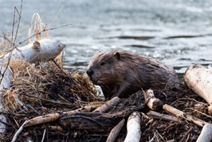 Maine's Department of Inland Fisheries & Wildlife to Host Two “Resolving Conflicts with Roadside Beavers” Workshops