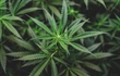 Cannabis Rulemaking - Public Comments