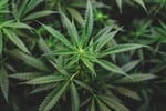 Cannabis Rulemaking - Public Comments