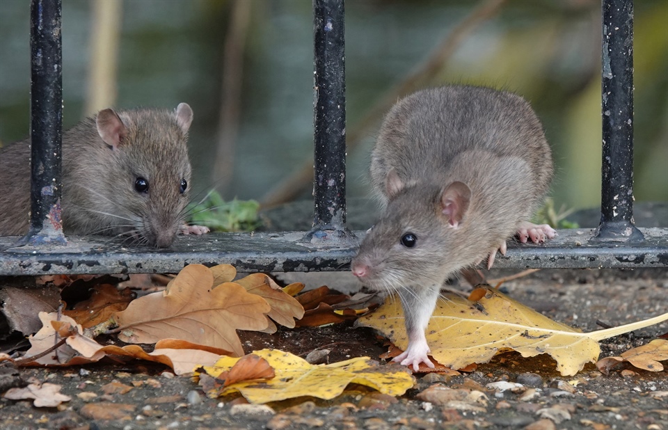 Rodent Academy: October 24 & 25 in Portland